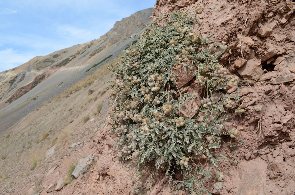 Image of Astragalus nivalis specimen.