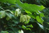 Staphylea colchica