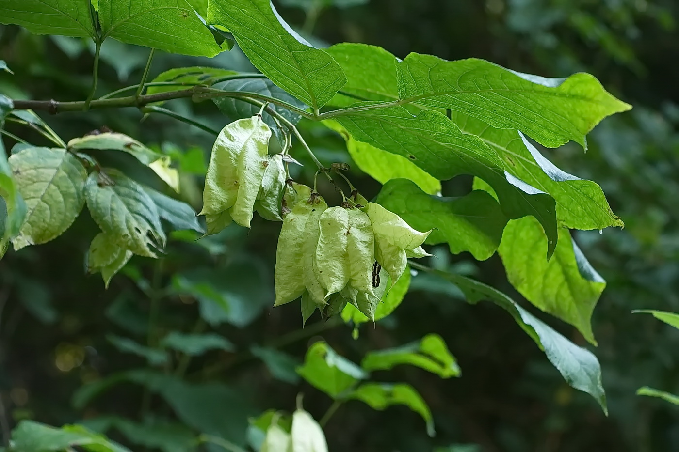 Изображение особи Staphylea colchica.