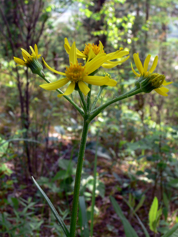 Изображение особи Tephroseris integrifolia.