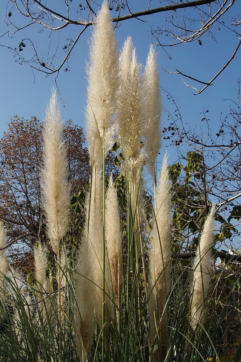 Изображение особи Cortaderia selloana.