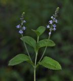 Veronica officinalis. Верхушка цветущего растения. Пермский край, г. Пермь, Кировский р-н, опушка в сосновом бору. 16.07.2017.