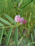 Vicia segetalis. Цветки и листья. Хабаровск, ул. Ульяновская, 60, переулок к реке, обочина дороги. 25.06.2013.