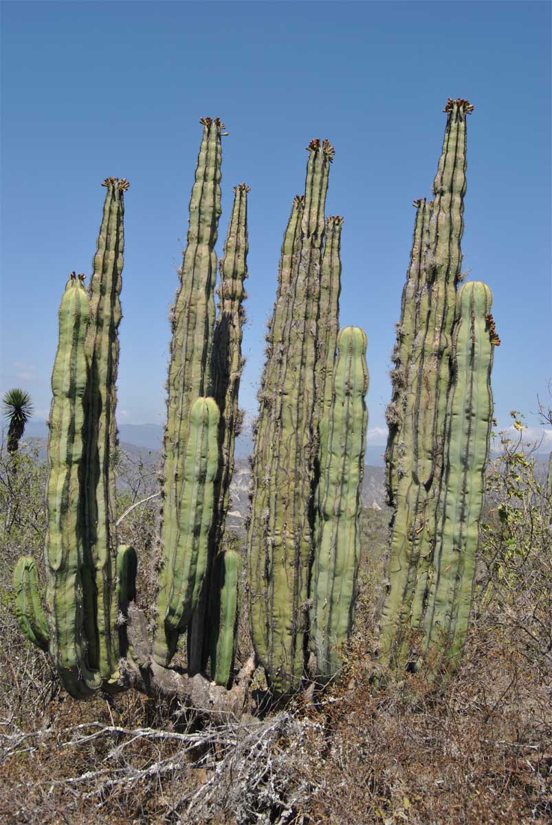 Image of Pachycereus marginatus specimen.