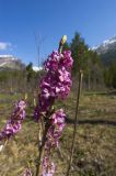 Daphne mezereum. Верхушка цветущего побега. Кабардино-Балкария, Эльбрусский р-н, Терскольский лес, поляна. 20.05.2009.