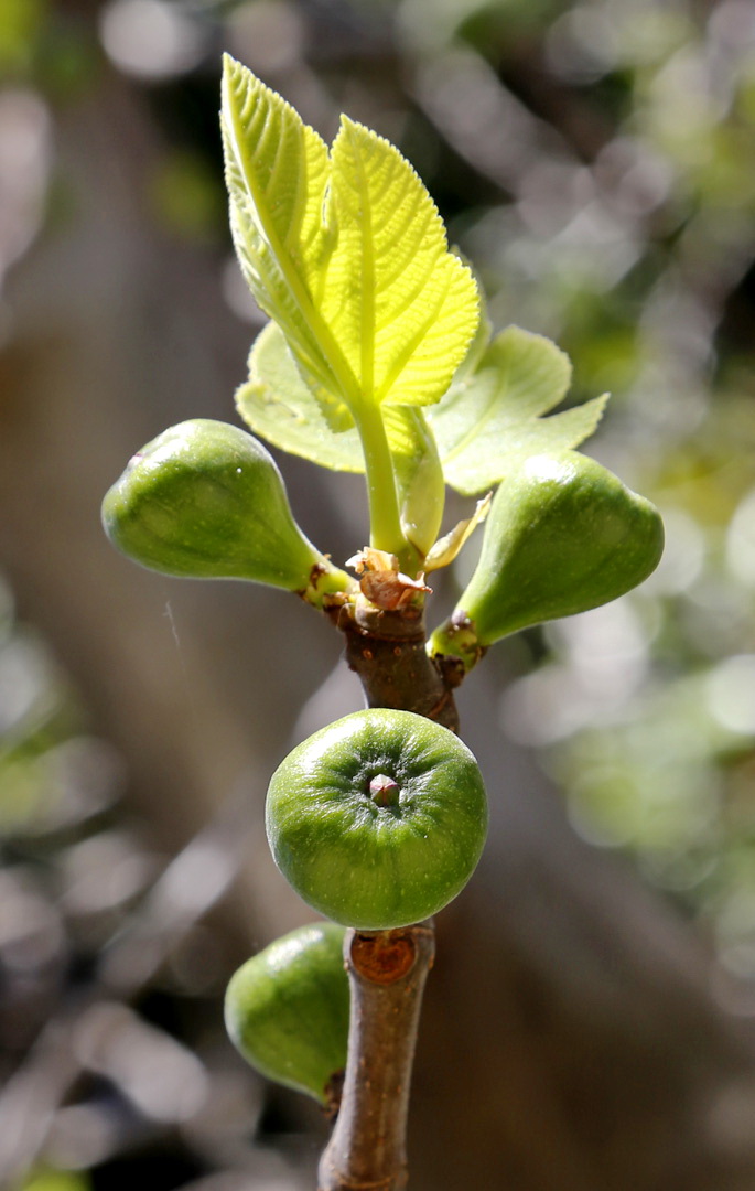 Изображение особи Ficus carica.