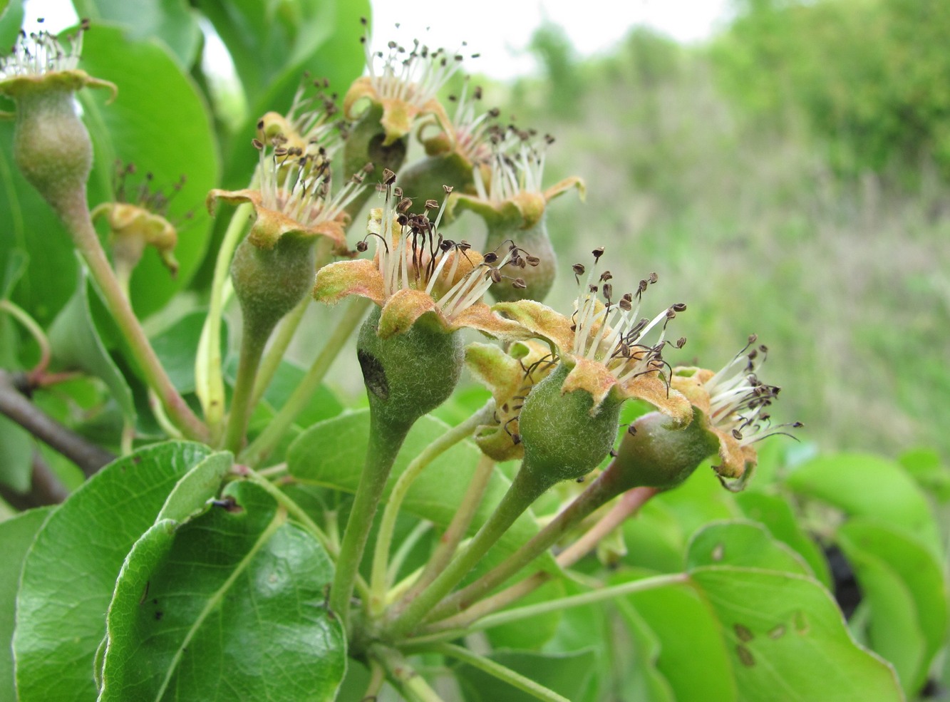 Изображение особи Pyrus caucasica.