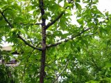 Prunus cerasifera