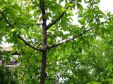 Prunus cerasifera