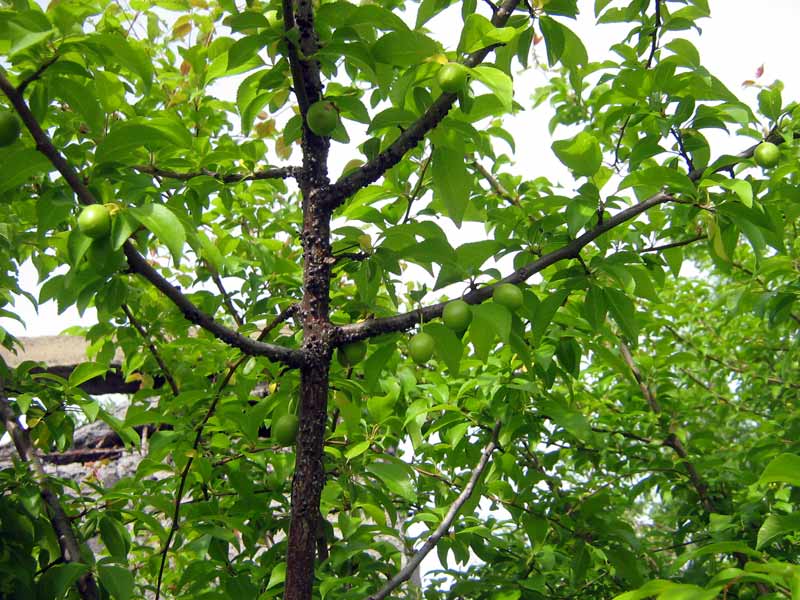 Image of Prunus cerasifera specimen.