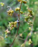 род Thalictrum. Часть соплодия. Якутия (Саха), Мирнинский р-н, окр. пос. Светлый, р-н \"картофельного поля\". 09.08.2009.