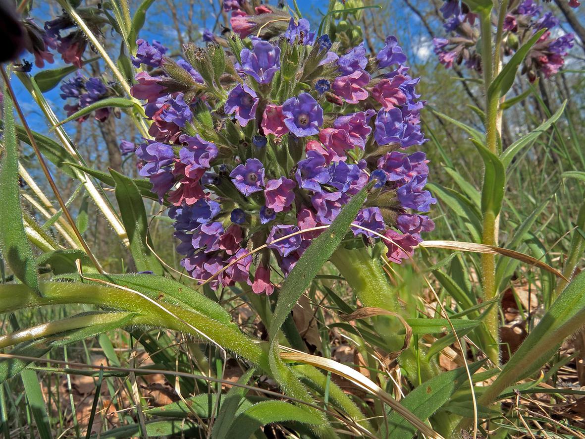 Изображение особи Pulmonaria angustifolia.