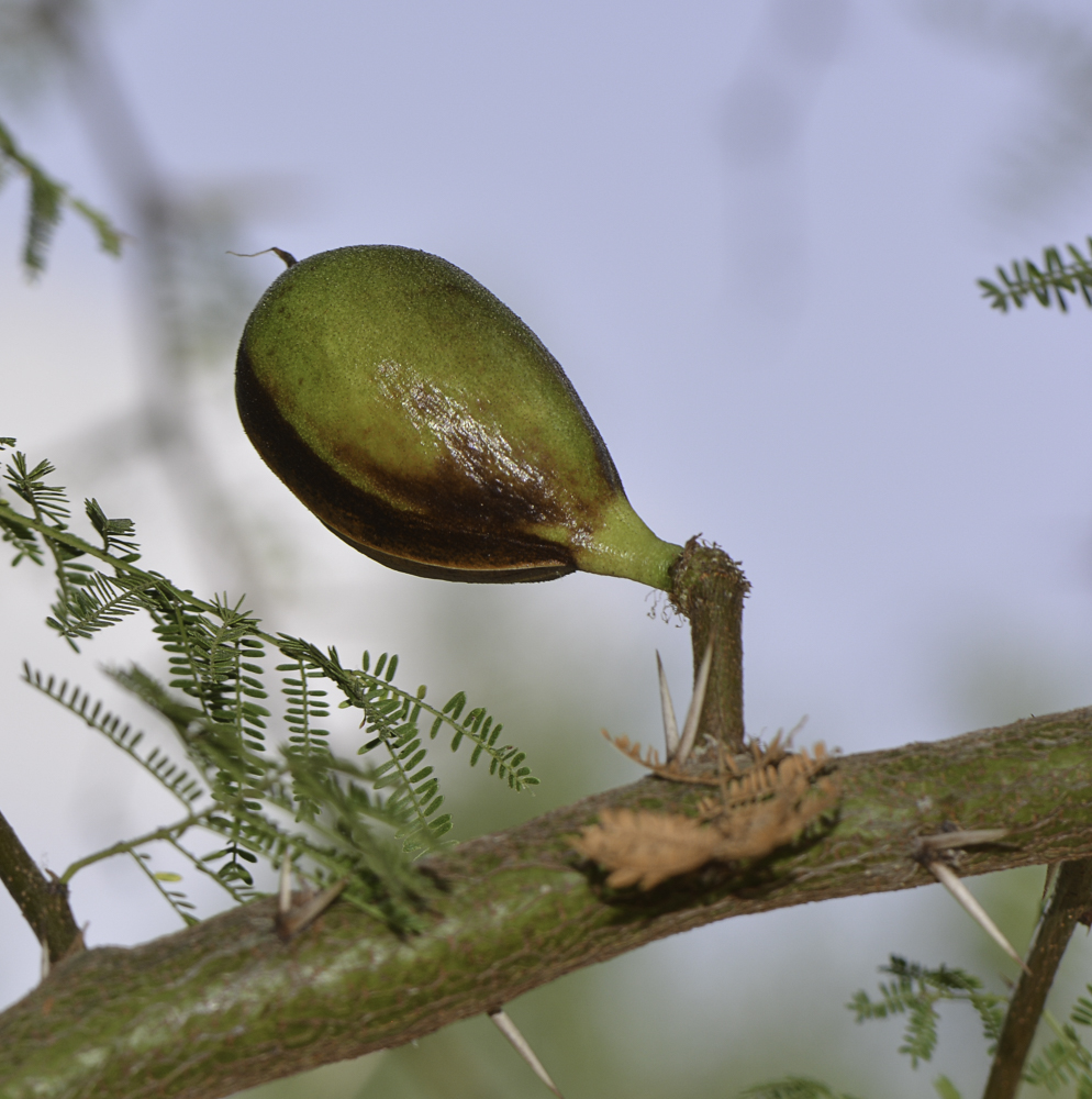 Image of Vachellia farnesiana specimen.