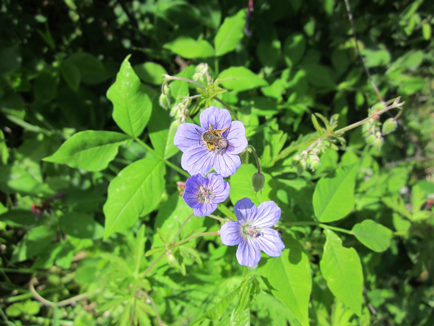 Image of Geranium pseudosibiricum specimen.