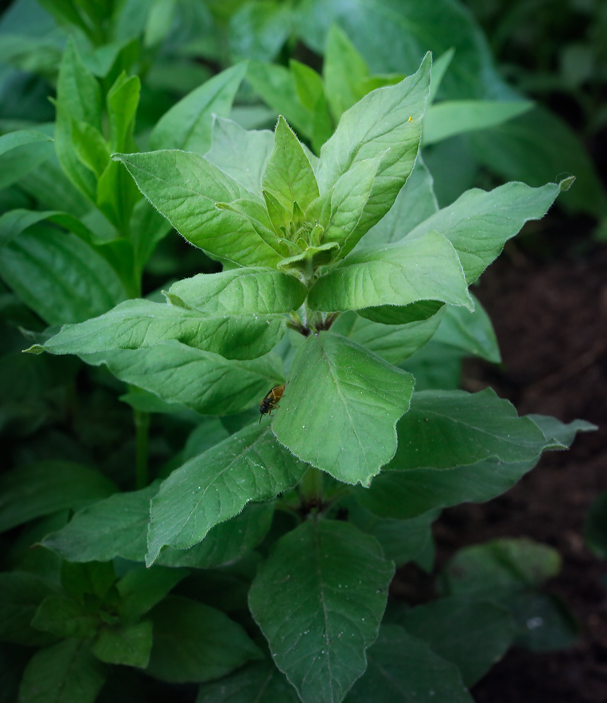 Image of Lysimachia punctata specimen.