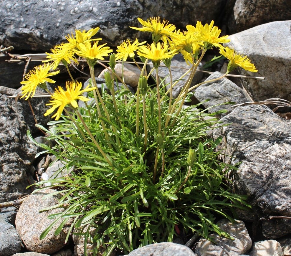 Image of genus Taraxacum specimen.