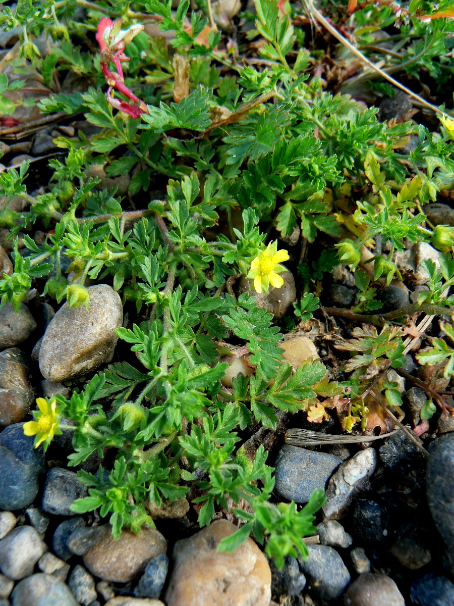 Image of Potentilla supina specimen.