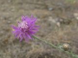 Centaurea scripczinskyi