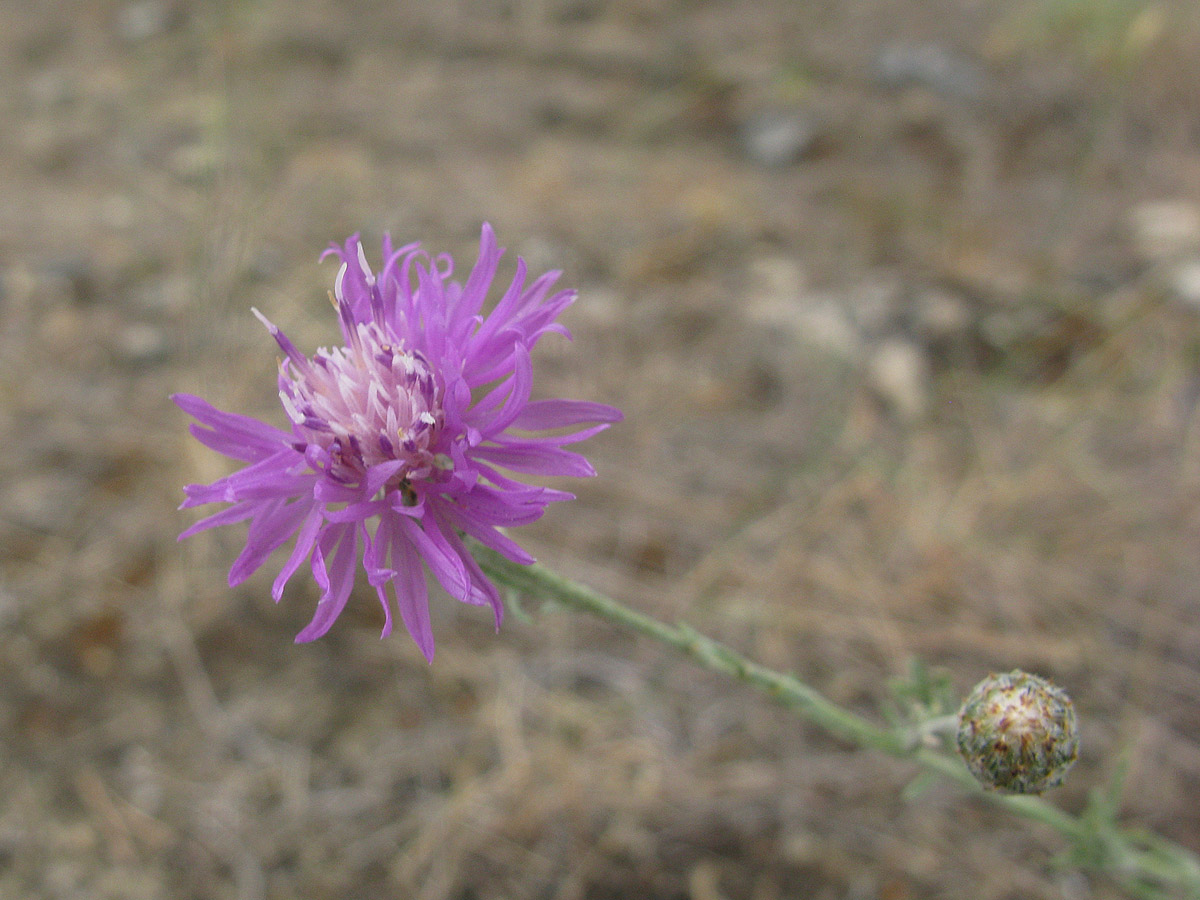 Image of Centaurea scripczinskyi specimen.