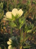 Potentilla recta