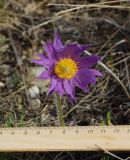 Pulsatilla multifida