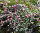 Potentilla divina