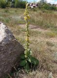 род Verbascum. Цветущее растение. Украина, Днепропетровская обл., Апостоловский р-н, Токовский сельский совет, степной участок с выходами скальных пород к югу от Токовских водопадов. 04.08.2018.