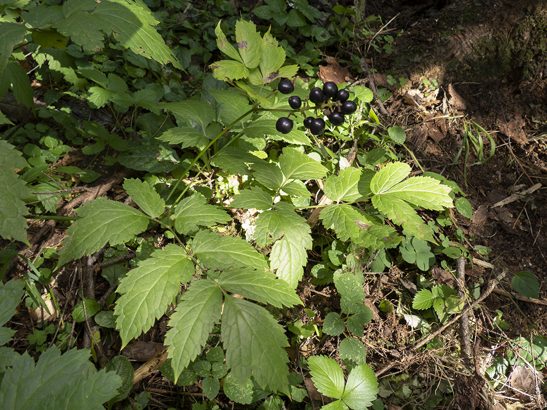 Image of Actaea spicata specimen.