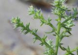 Salsola pontica. Часть веточки с цветками. Крым, Черноморский р-н, окр. с. Знаменское, окр. городища Беляус, песчаный пляж. 05.09.2018.