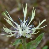 Centaurea cheiranthifolia. Соцветие. Карачаево-Черкесия, Зеленчукский р-н, окр. пос. Архыз, хребет Аркасара, долина р. Малая Дукка, ≈ 1980 м н.у.м., обочина дороги. 02.08.2018.