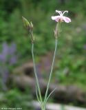 Image of taxon representative. Author is Юрий Пирогов