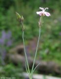 genus Dianthus. Соцветие. Москва, БС МГУ, 04.06.2010.