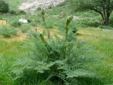 Ferula angreni. Растение в фазе бутонизации. Узбекистан, хребет Нуратау, Нуратинский заповедник, урочище Хаятсай, ≈ 1200 м н.у.м. 29.04.2011.
