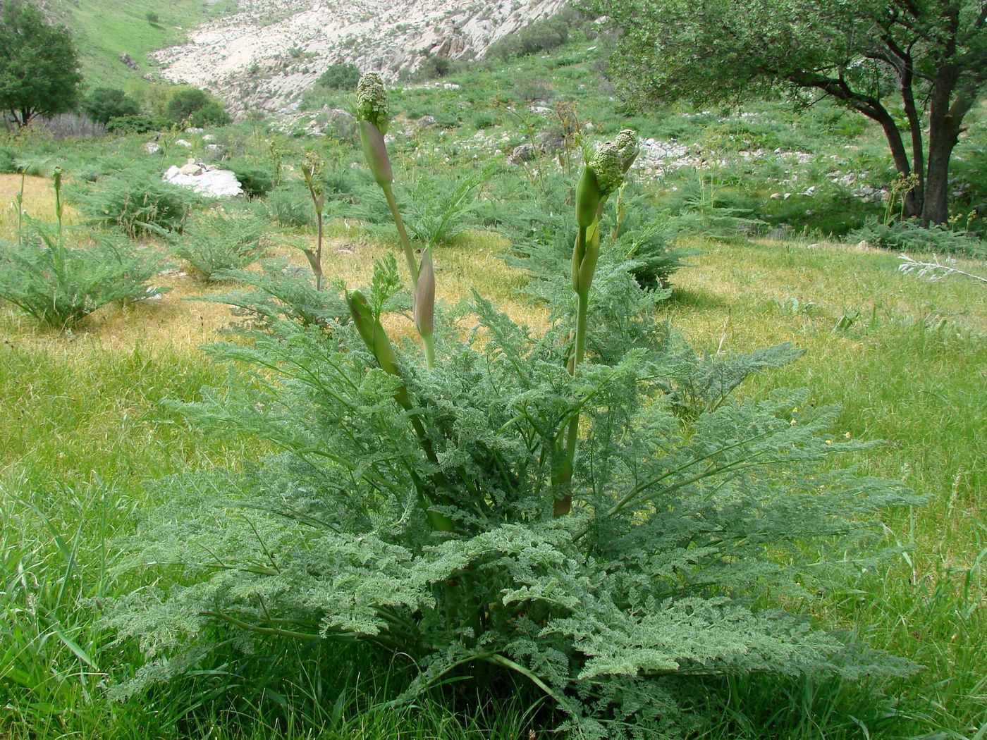 Изображение особи Ferula angreni.