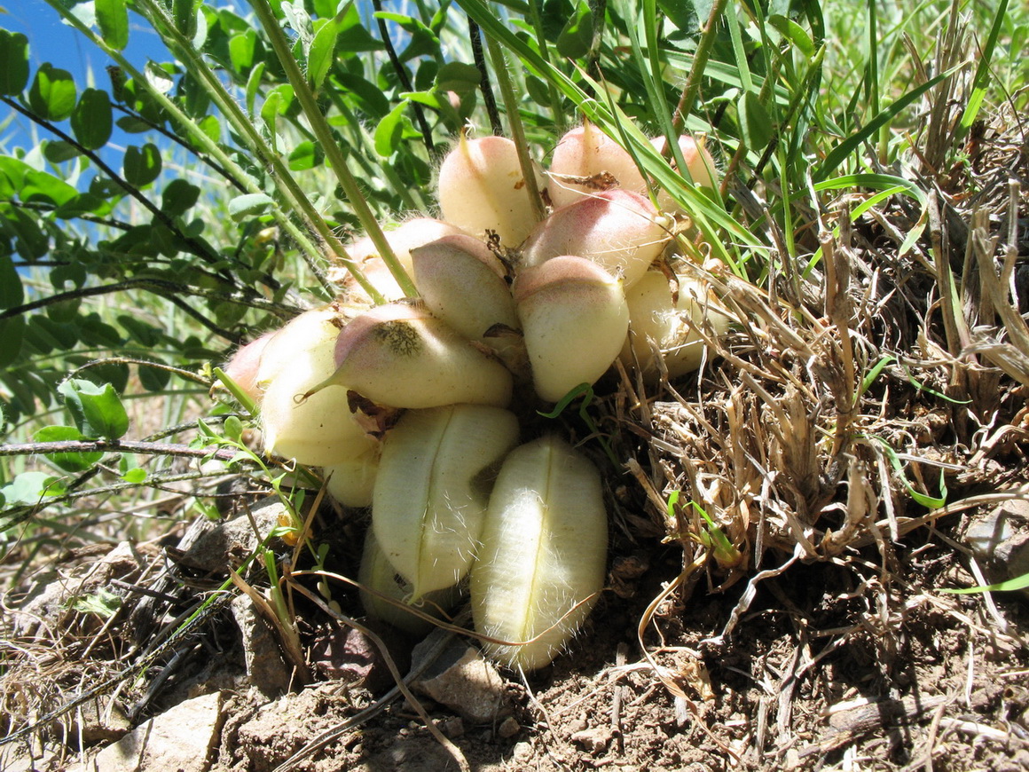 Изображение особи Astragalus sewertzowii.