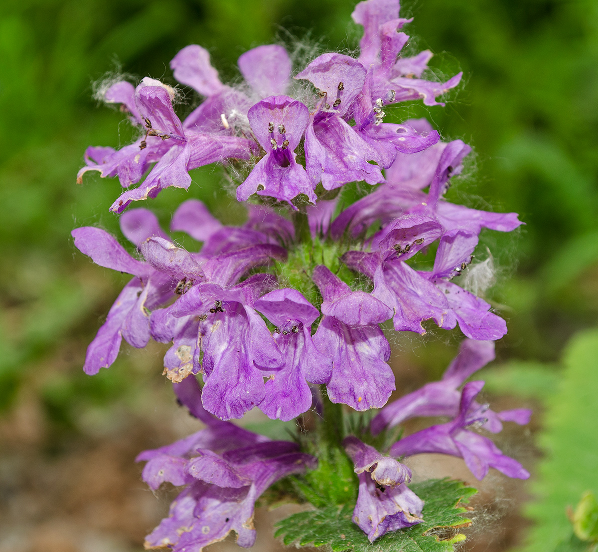 Изображение особи Betonica macrantha.