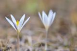 Crocus alatavicus. Цветок. Кыргызстан, Иссык-Кульская обл., Северный Тянь-Шань, хр. Кюнгёй Ала-Тоо, Григорьевское ущ., подъем на пер. Кум-Бель, 2700 м н.у.м., горная степь. 11.05.2018.