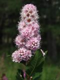 Spiraea humilis. Соцветие с фрагментами листьев. Магаданская обл., окр. г. Магадан, ост. \"Аммональная\", разнотравная поляна в лиственичнике. 31.07.2016.