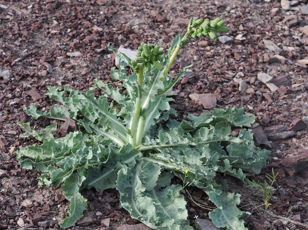 Изображение особи Steptorhamphus crambifolius.