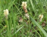 genus Carex