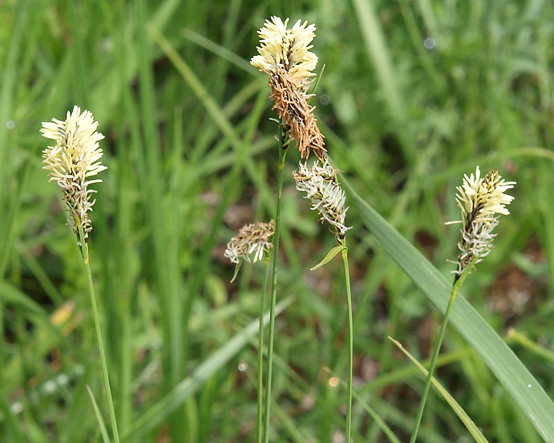 Изображение особи род Carex.