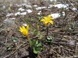 Colchicum luteum. Цветущие растения на высокогорном лугу. Казахстан, Угамский хребет в р-не Сайрамского пика, выс. около 2750 м н.у.м. 28.05.2018.