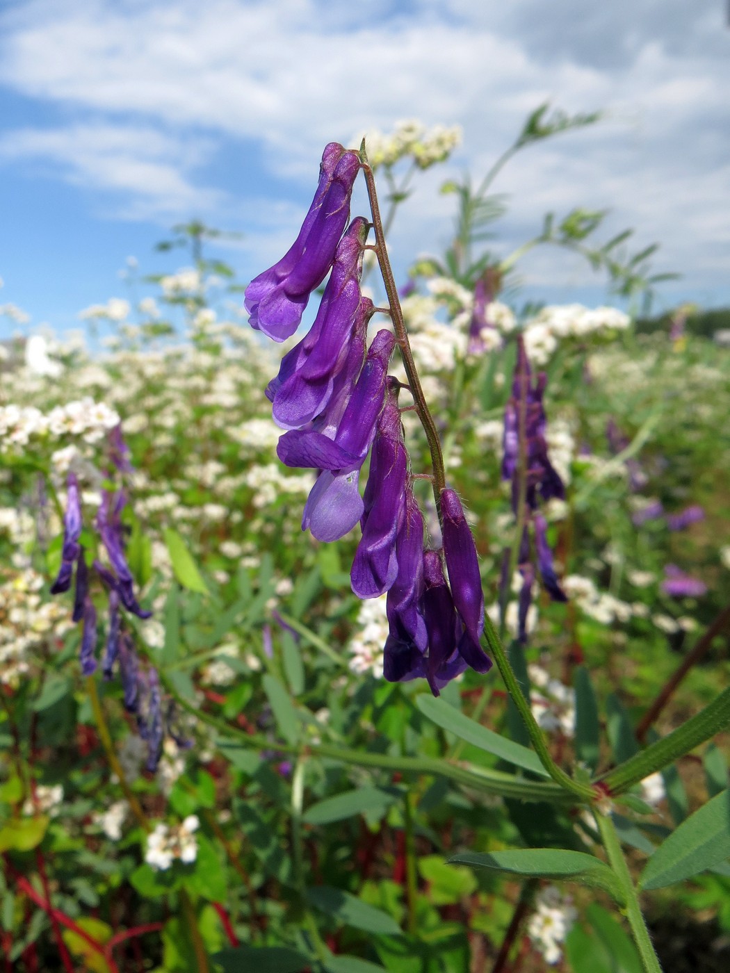 Изображение особи Vicia villosa.