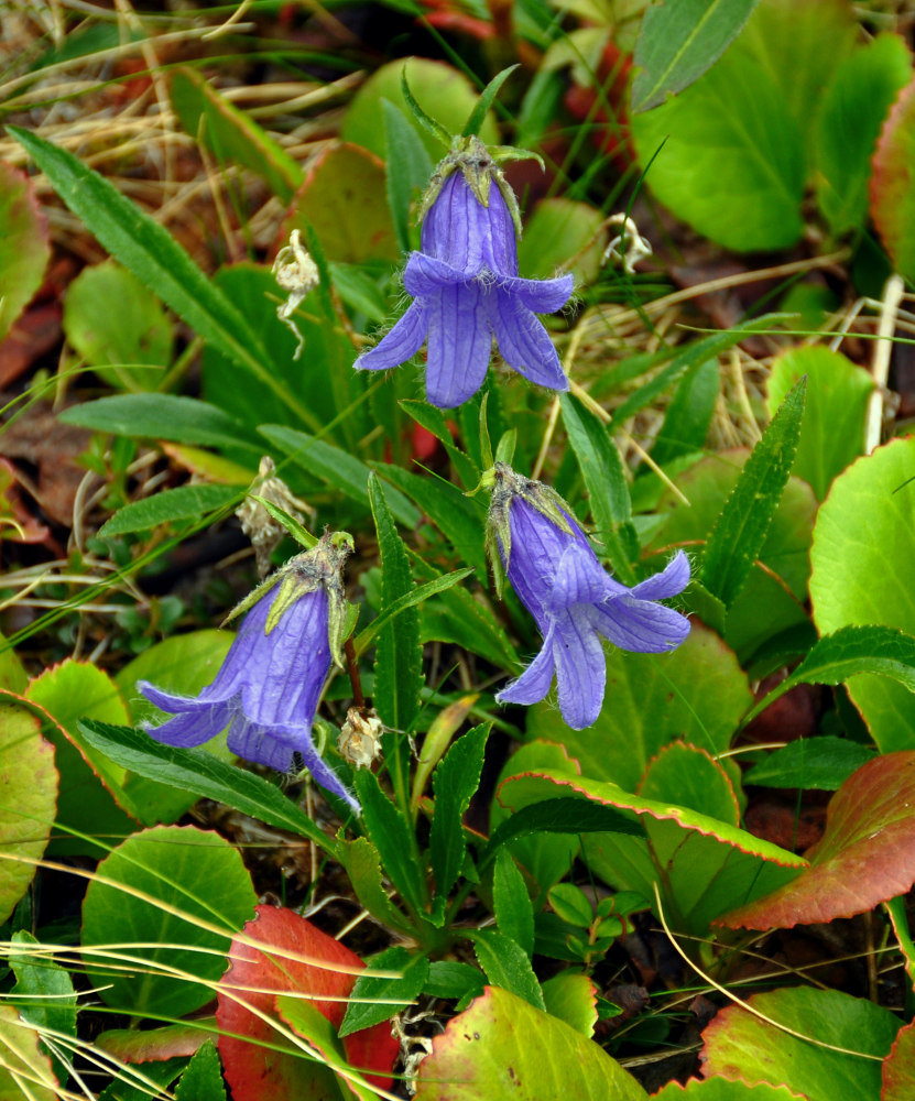 Изображение особи Campanula dasyantha.