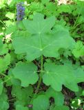 род Heracleum