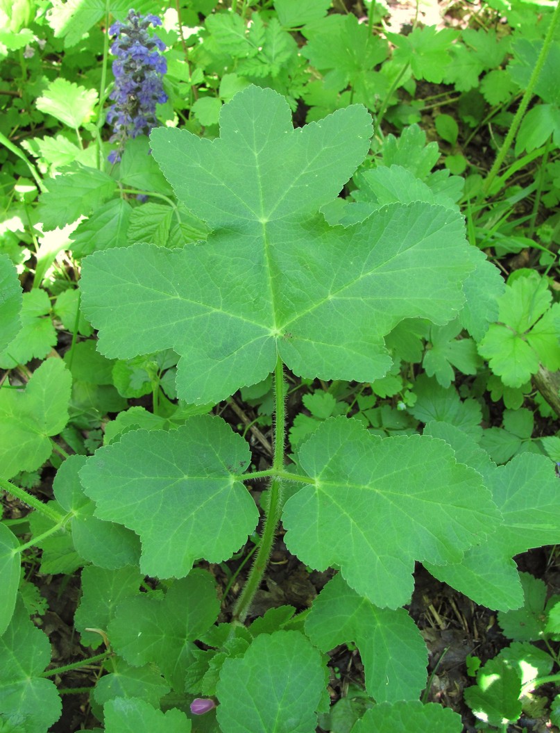 Изображение особи род Heracleum.