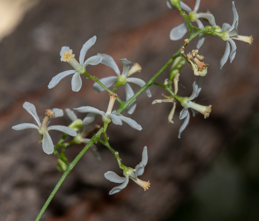 Изображение особи Azadirachta indica.