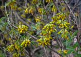 Anagyris foetida. Верхушки ветвей с соцветиями. Турция, национальный парк Олимпос-Бейдаглары, бухта Чиралы, у дороги. 03.01.2019.