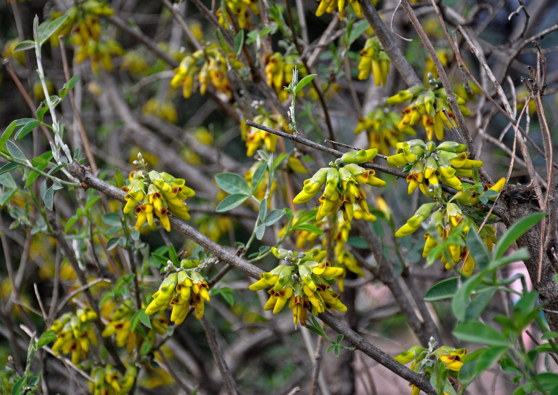 Image of Anagyris foetida specimen.