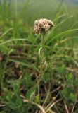 Antennaria carpatica. Генеративный побег с тычиночным соцветием. Украина, Закарпатская обл., Раховский р-н, хр. Свидовец, ≈ 1800 м н.у.м., альпийское травянисто-кустарничковое сообщество. 29 июня 2010 г.